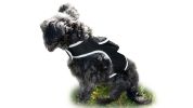 NEW Cat GPS Locator Realtime Waterproof Motion Detect Mini Pet Tracker Size:L