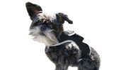 Mini GPS Cat Tracker Waterproof Collar Mount Realtime Tracking Device Size:L