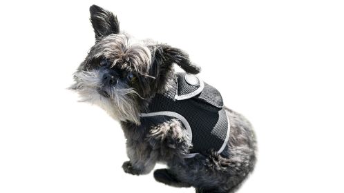 Global Realtime GPS GSM Puppy Tracking System Waterproof Pet Locator (size: L)