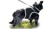 Locate Pet w/ GPS Dog Tracker Collar Mounted Realtime Tracking Device