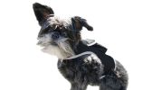 Mini Cat Dog GPS Collar GSM Tracker w/ Live/SMS-based Tracking System