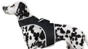 Pet Tracker Rechargeable Pet Tracking System GPS Locator + Factual Dog Tracking App