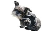 Waterproof Tracking Collars for Hunting Dogs Realtime GPS Pet Tracker