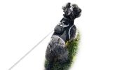 Dogs & Cats Realtime GSM GPS GPRS Mini Waterproof Pet Tracking Device