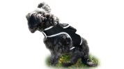 Dogs & Cats Realtime GSM GPS GPRS Mini Waterproof Pet Tracking Device