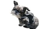 Get Highly Precise Readings w/ Pet Tracker Mini Dog Tracking Collar Device
