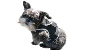 Monitor Pets with Pet Tracker Rechargeable Dog Collar GPS Tracking Device