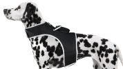 Pet Tracker Realtime GSM GPS Tracking Collars for Hunting Dogs Waterproof
