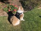 Pet Tracker Rechargeable Collar Mount Tracking Device Realtime GPS Tracker for Cats